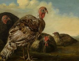 Domestic fowl, n.d. | Aelbert Cuyp