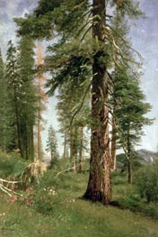 Bierstadt | California Redwoods, undated | Giclée Canvas Print