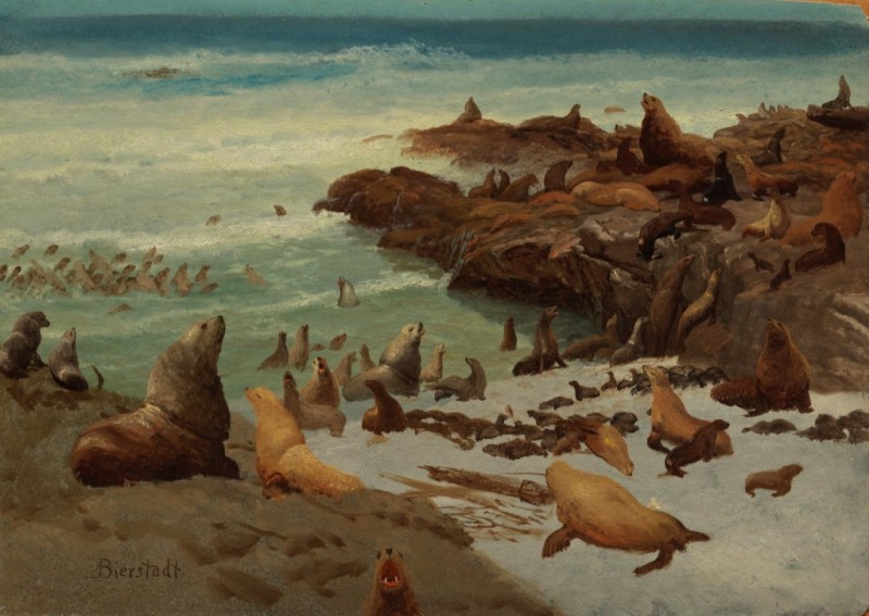 Robbenfelsen, Farallonen von Albert Bierstadt, 1872 - Kunstdruck auf Leinwand