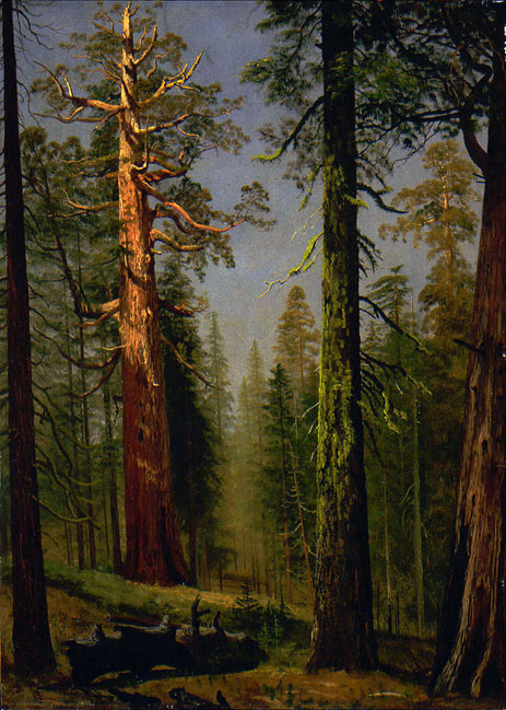 The Grizzly Giant Sequoia, Mariposa Grove, California, c.1872/73 | Bierstadt | Giclée Leinwand Kunstdruck