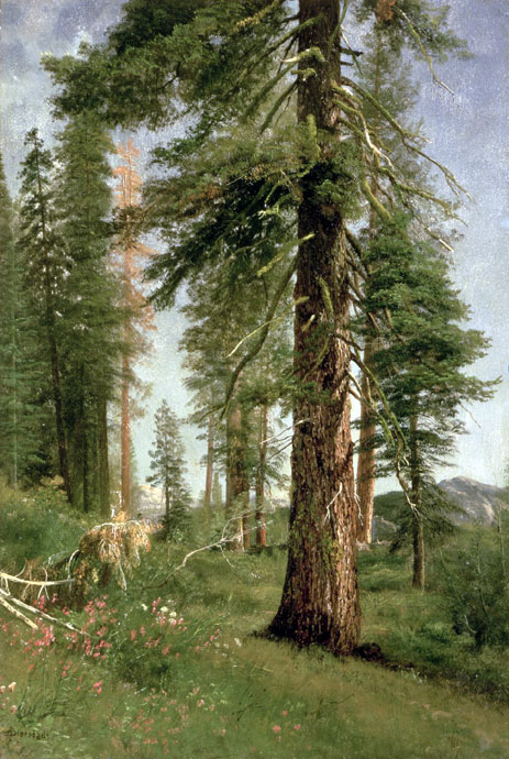 California Redwoods, n.d. | Bierstadt | Giclée Leinwand Kunstdruck