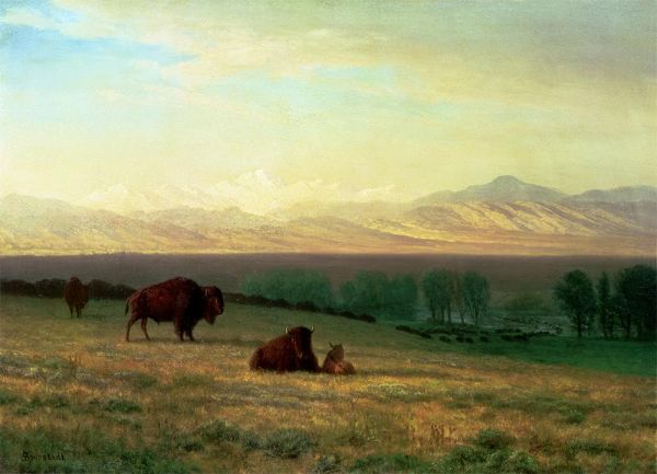 Büffel in den Ebenen, c.1890 | Bierstadt | Giclée Leinwand Kunstdruck