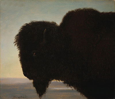 Buffalo Head, c.1879 | Bierstadt | Giclée Leinwand Kunstdruck