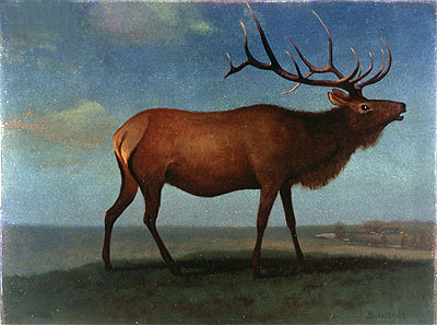 Bull Elk, indated | Bierstadt | Giclée Leinwand Kunstdruck