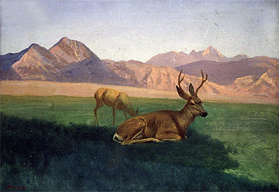 Deer, indated | Bierstadt | Giclée Canvas Print
