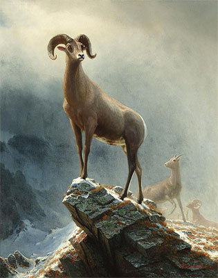 Rocky Mountain, Big Horn Sheep, c.1882/38 | Bierstadt | Giclée Leinwand Kunstdruck