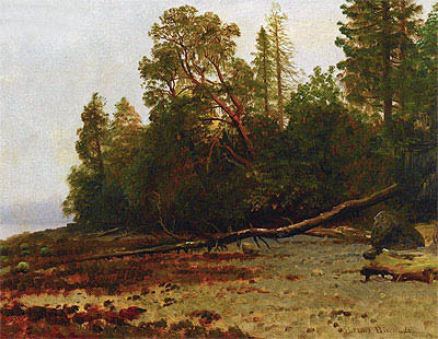 The Fallen Tree, n.d. | Bierstadt | Giclée Canvas Print