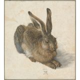 Hare, 1502 - Durer