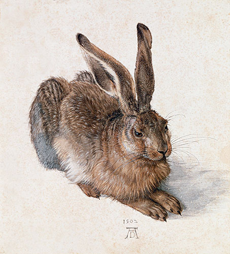 Hare, 1502 | Durer | Giclée Paper Print