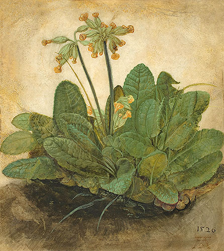 Haufen von Schlüsselblumen, 1526 | Durer