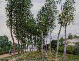 Die Pappelallee am Ufer des Loing, 1892 von Alfred Sisley | Leinwand Kunstdruck