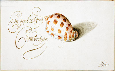 A Shell: Phalium Aureola, c.1660 | van der Ast | Giclée Paper Print