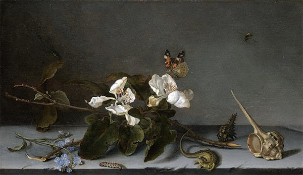 Balthasar van der Ast | Quince Blossom Branch and Snail Shells, c.1620/40 | Giclée Canvas Print