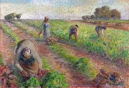 The Beet Harvest, 1881 by Pissarro | Paper Art Print