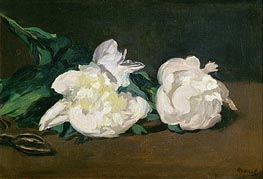 Branch of White Peonies and Secateurs, 1864 von Manet | Leinwand Kunstdruck