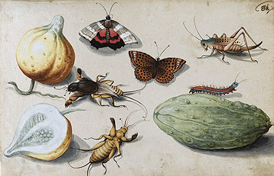Georg Flegel | Butterfly, Beetle, Grasshopper and Caterpillar, undated | Giclée Paper Print