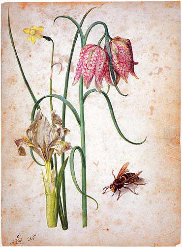 Narcissus, Iris, Fritillaria and Hornet, undated | Georg Flegel | Giclée Paper Print