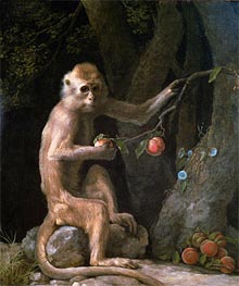 Portrait of a Monkey, 1774 von George Stubbs | Leinwand Kunstdruck