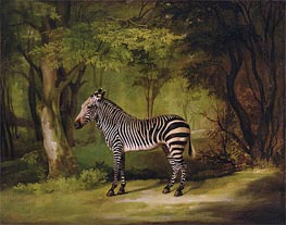 A Zebra, 1763 von George Stubbs | Leinwand Kunstdruck