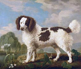 Brown and White Norfolk or Water Spaniel | George Stubbs | Painting Reproduction