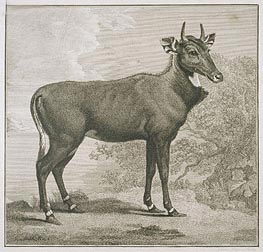 Plate of the Nyl-Ghan | George Stubbs | Gemälde Reproduktion