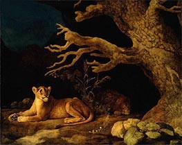 Löwe und eine Löwin, 1771 von George Stubbs | Leinwand Kunstdruck