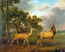Red Deer, a Buck and a Doe, 1792 by George Stubbs | Art Print