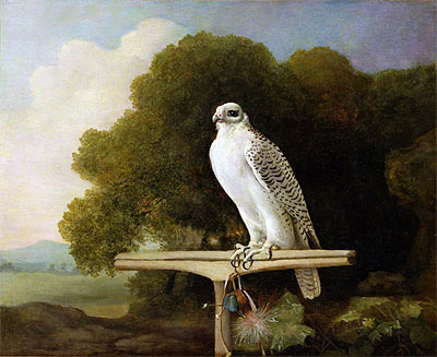 Greenland Falcon (Grey Falcon), 1780 | George Stubbs | Giclée Leinwand Kunstdruck