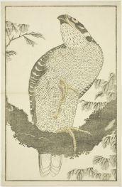 Falke, aus dem Bilderbuch der realistischen Gemälde von Hokusai, 1814 | Hokusai