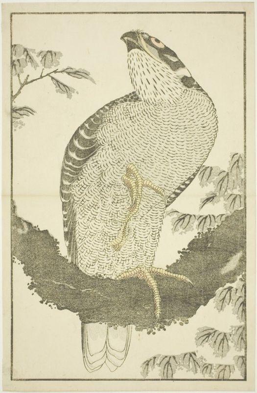 Falke, aus dem Bilderbuch der realistischen Gemälde von Hokusai, 1814 | Hokusai | Giclée Papier-Kunstdruck