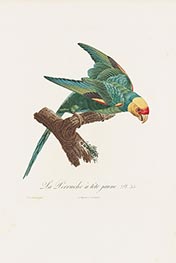 La Perruche à tête jaune, c.1801/05 von Jacques Barraband | Papier-Kunstdruck