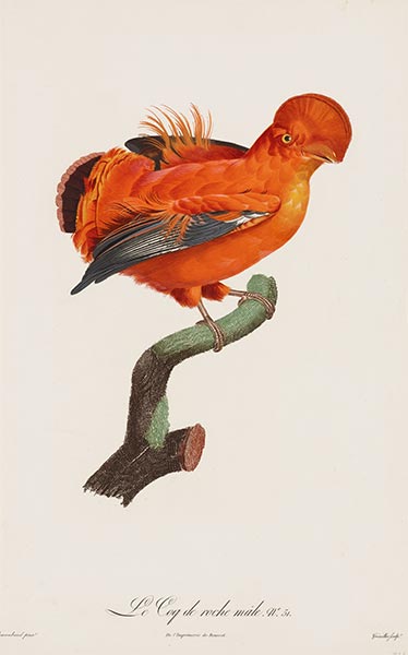 Jacques Barraband | Male Cock-of-the Rock, c.1801/06 | Giclée Paper Art Print