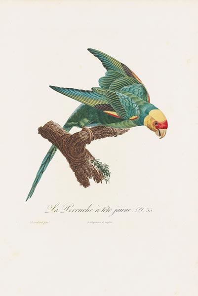 Jacques Barraband | La Perruche à tête jaune, c.1801/05 | Giclée Paper Art Print