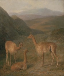 Vicunas, 1831 | Jacques-Laurent Agasse