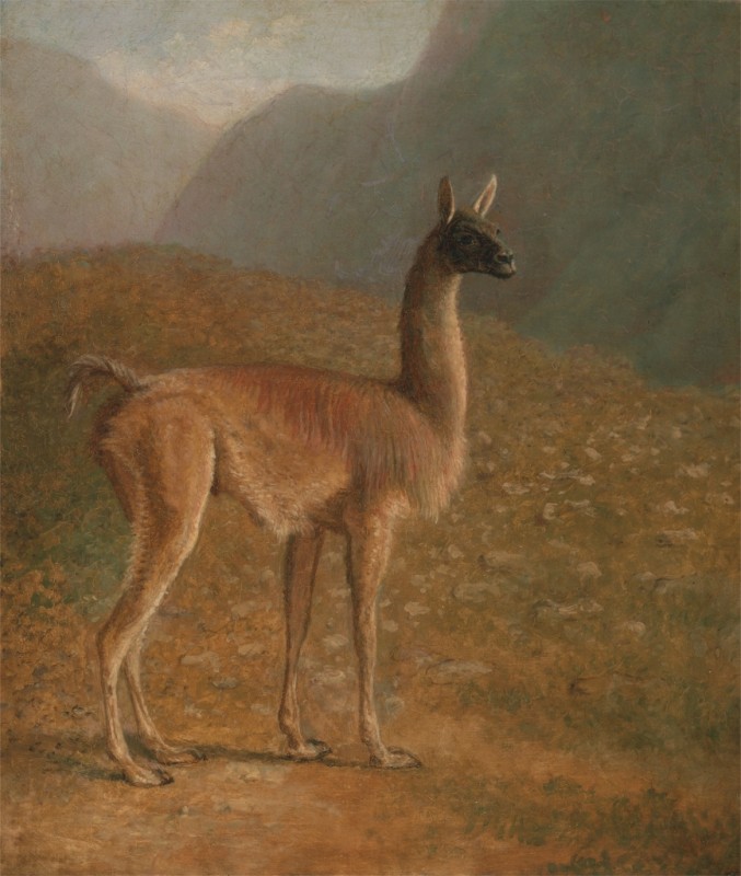 Guanaco, 1848 | Jacques-Laurent Agasse | Giclée Leinwand-Kunstdruck