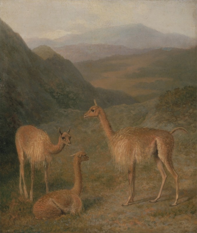 Vicunas, 1831 | Jacques-Laurent Agasse | Giclée Leinwand-Kunstdruck