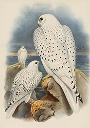 Greenland Falcon, c.1862/73 by John Gould | Paper Art Print