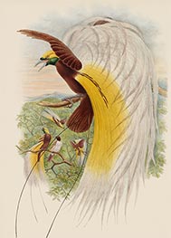 Paradisea Papuana (Papuana Bird of Paradise), c.1875/81 by John Gould | Paper Art Print