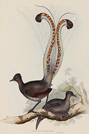 Menura Superba: Shaw (Lyrebird), c.1837/48 von John Gould | Papier-Kunstdruck