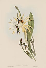 Calothorax Heliodori, c.1849/81 von John Gould | Papier-Kunstdruck