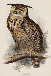 Eagle Owl. Bubo Maximus, c.1832/37 by John Gould | Art Print