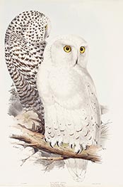 Snowy Owl, c.1832/37 von John Gould | Papier-Kunstdruck