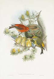 Loxia Curvirostra, Linn, c.1862/73 von John Gould | Papier-Kunstdruck
