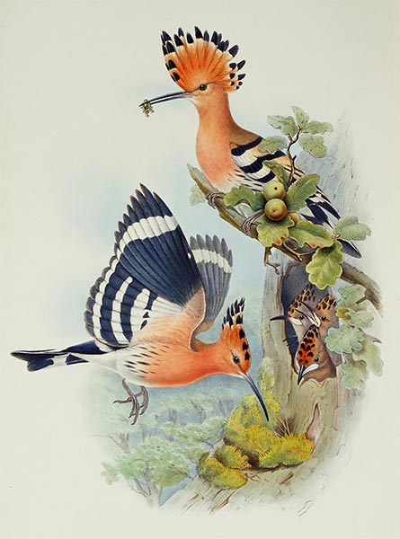 Upupa Epops, c.1862/73 | John Gould | Giclée Papier-Kunstdruck