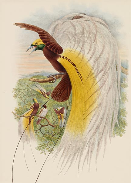 Paradisea Papuana (Papuana Bird of Paradise), c.1875/81 | John Gould | Giclée Paper Art Print
