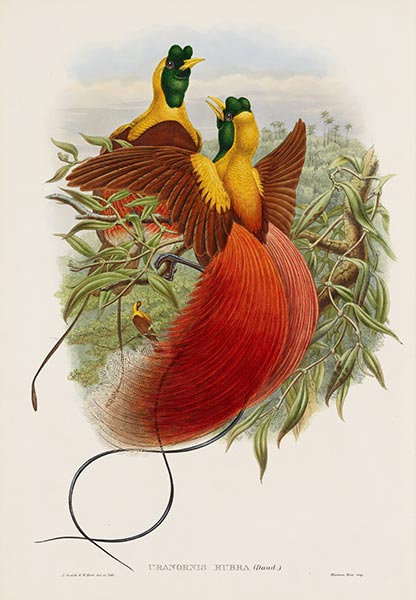 Uranornis Rubra (Daud), c.1875/81 | John Gould | Giclée Paper Print