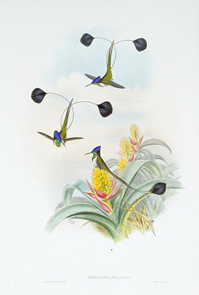 Loddigesia Mirabilis, c.1849/81 | John Gould | Giclée Paper Print