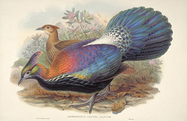 Lophophorus L'Huysi, c.1850/81 | John Gould | Giclée Paper Art Print