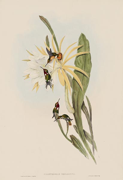 Calothorax Heliodori, c.1849/81 | John Gould | Giclée Paper Art Print