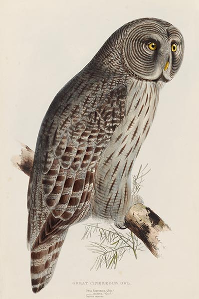 Great Cinereous Owl, c.1832/37 | John Gould | Giclée Paper Print